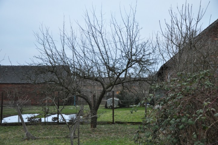 12-tel Blick Apfelbaum 28.2. 17.45