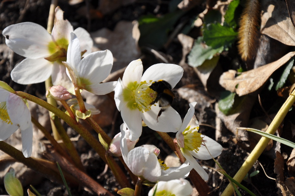 Christrose mit Hummel