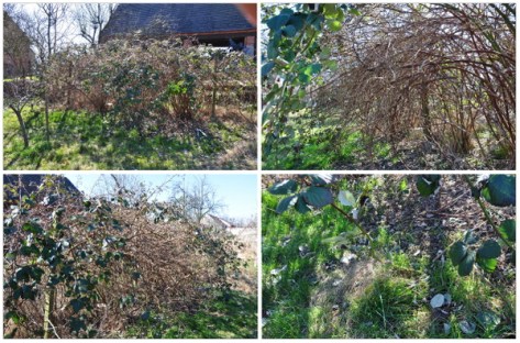 Bormbeeren vor dem Schnitt