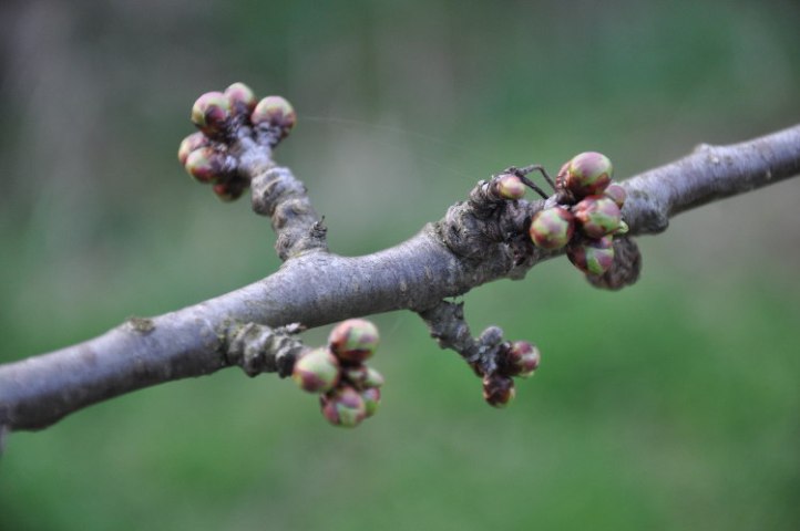 Kirschbaum Ende März (2)